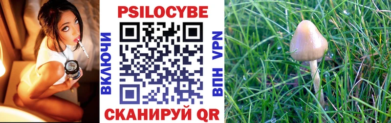 цены   Черноголовка  Галлюциногенные грибы Psilocybe 
